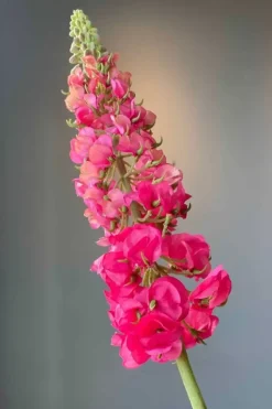 Best Pip Studio Pip Kunstliche Blumen Sunset Kiss